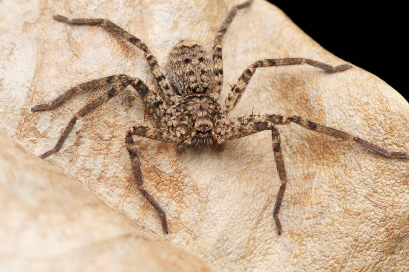 What Is The Biggest Spider In The World Atlus Pest Solutions